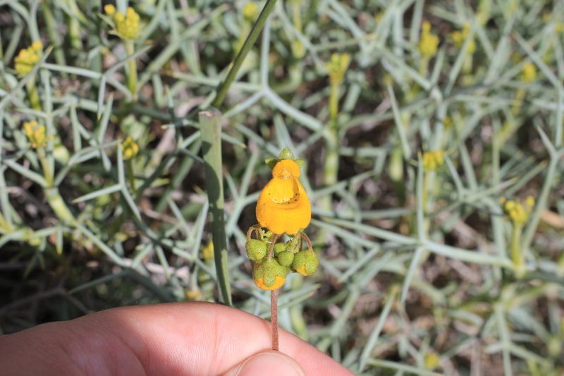 Calceolaria germainii, photographed by Romi Galeota Lencina