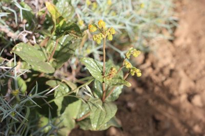 Calceolaria germainii, photographed by Romi Galeota Lencina