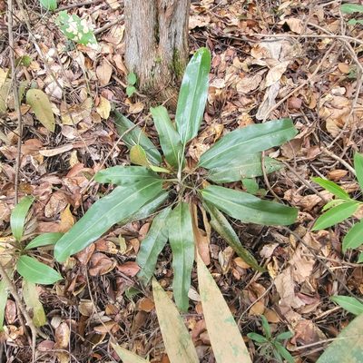 Nepenthes rafflesiana, photographed by Cheongweei Gan
