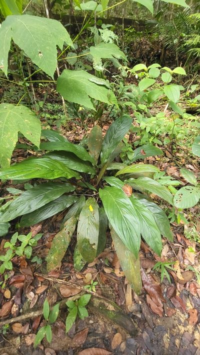 Tacca cristata, photographed by Cheongweei Gan
