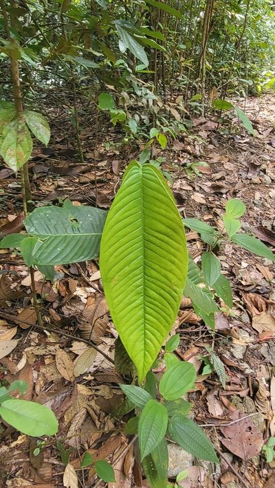 Garcinia griffithii, photographed by Cheongweei Gan
