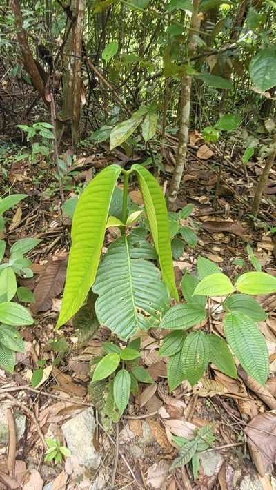 Garcinia griffithii, photographed by Cheongweei Gan