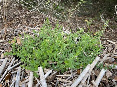 Scutellaria racemosa, photographed by Daniel McNair