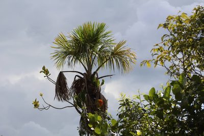 Mauritia flexuosa, photographed by Martha Lucia Ortiz-Moreno