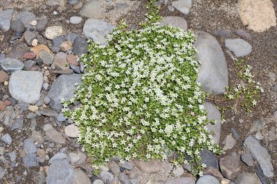 Arenaria digyna, photographed by Romi Galeota Lencina