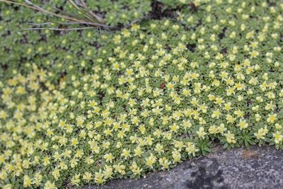 Azorella monantha, photographed by Romi Galeota Lencina
