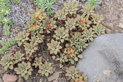Oreopolus glacialis, photographed by Romi Galeota Lencina