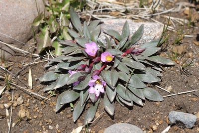 Calandrinia colchaguensis, photographed by Romi Galeota Lencina