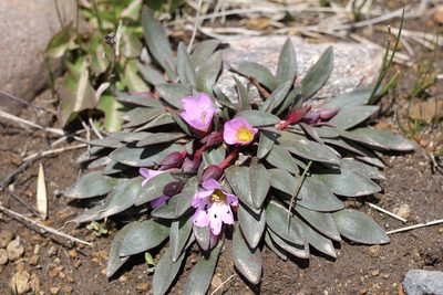 Calandrinia colchaguensis, photographed by Romi Galeota Lencina