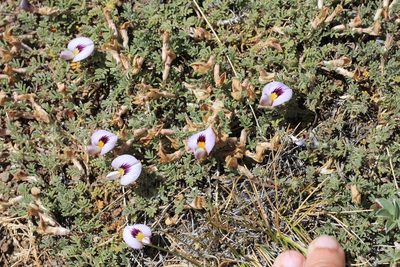 Adesmia parvifolia, photographed by Romi Galeota Lencina