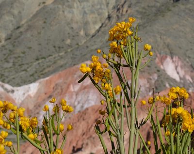 Senna crassiramea, photographed by E Santos Ortega