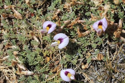 Adesmia parvifolia, photographed by Romi Galeota Lencina