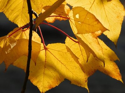Acer caesium