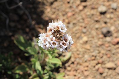 Phacelia secunda, photographed by Romi Galeota Lencina