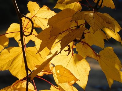 Acer caesium, photographed by Jagdish Singh Negi