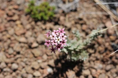 Arjona patagonica, photographed by Romi Galeota Lencina