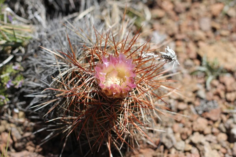 Austrocactus longicarpus, photographed by Romi Galeota Lencina