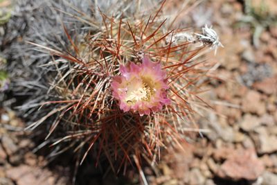 Austrocactus longicarpus, photographed by Romi Galeota Lencina