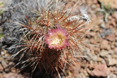 Austrocactus longicarpus, photographed by Romi Galeota Lencina