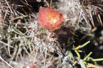 Austrocactus longicarpus, photographed by Romi Galeota Lencina