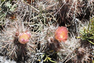 Austrocactus longicarpus, photographed by Romi Galeota Lencina