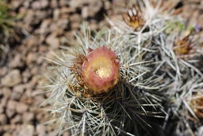 Austrocactus longicarpus, photographed by Romi Galeota Lencina