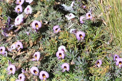 Adesmia parvifolia, photographed by Romi Galeota Lencina