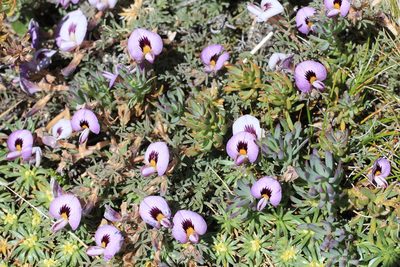 Adesmia parvifolia, photographed by Romi Galeota Lencina