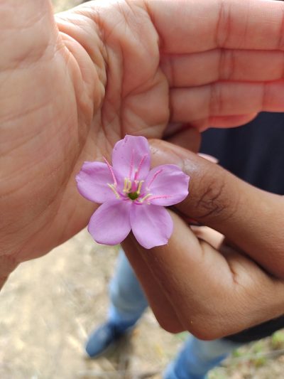 Pterogastra divaricata, photographed by Martha Lucia Ortiz-Moreno