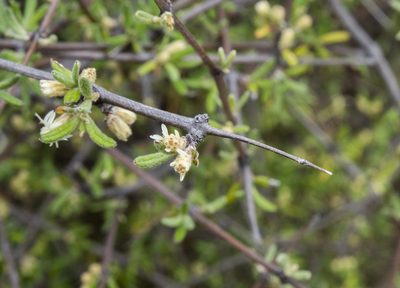 Olearia bullata, photographed by Cara-Lisa Schloots