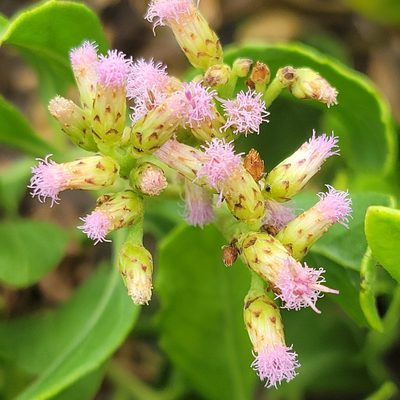 Pluchea indica, photographed by Peter Brastow