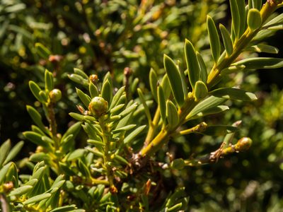 Podocarpus laetus, photographed by Cara-Lisa Schloots