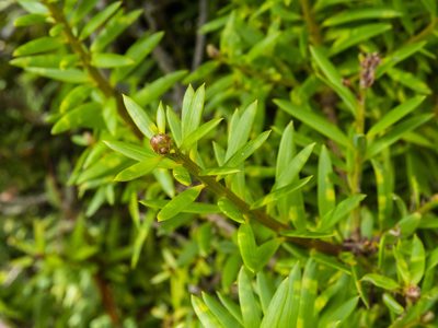 Podocarpus laetus, photographed by Cara-Lisa Schloots