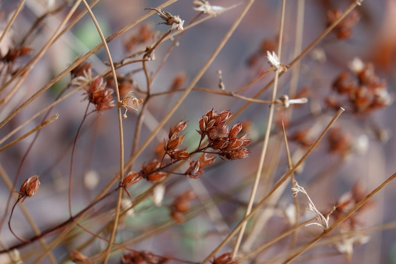 Hypericum virginicum, photographed by Bonnie Semmling