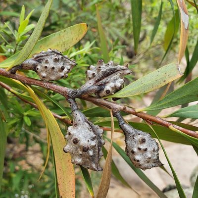 Hakea salicifolia, photographed by ronavery