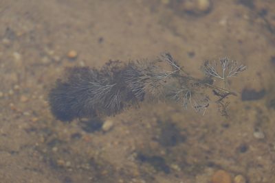Cabomba caroliniana, photographed by Bonnie Semmling