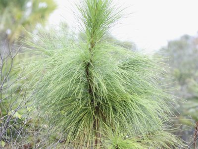 Pinus elliottii, photographed by er-birds