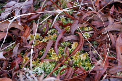 Sphagnum perichaetiale, photographed by Bonnie Semmling