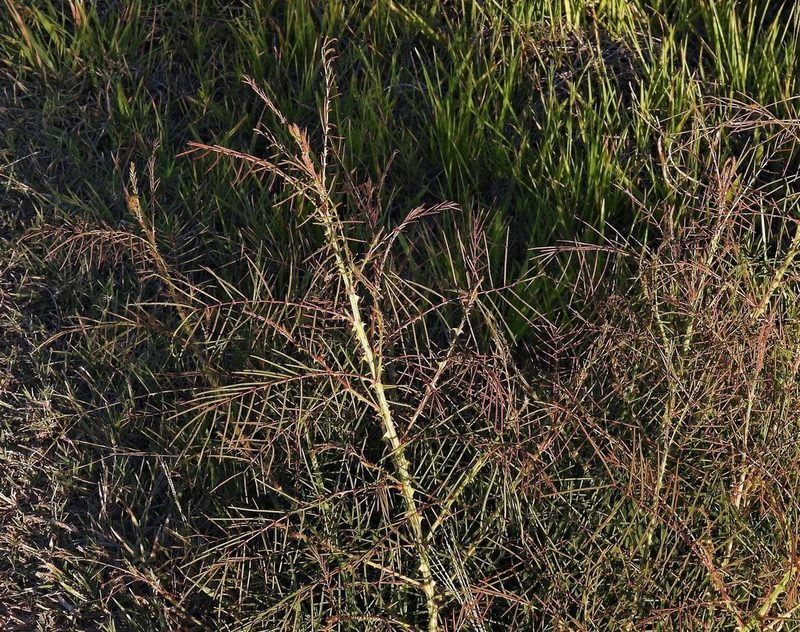 Mimosa somnians, photographed by Hugo Hulsberg