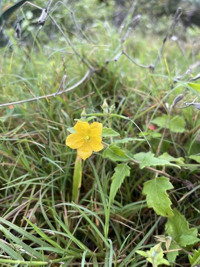 Mentzelia floridana, photographed by Brandon Corder