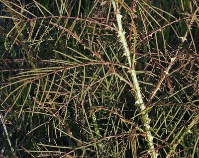 Mimosa somnians, photographed by Hugo Hulsberg