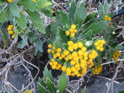 Ajania pacifica, photographed by Marco Mussita