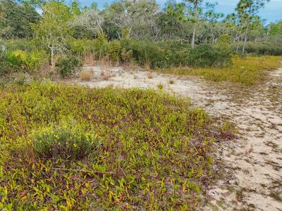 Geobalanus oblongifolius, photographed by Scott Allen Davis