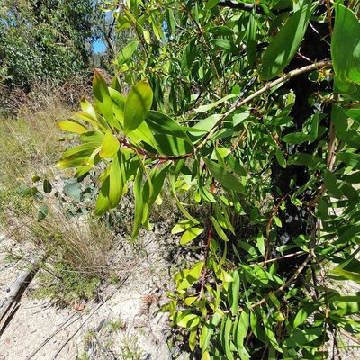 Persoonia levis, photographed by ronavery