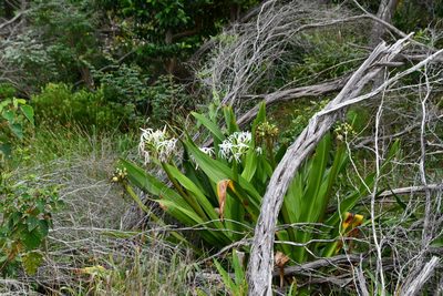 Crinum asiaticum, photographed by Thomas Mesaglio