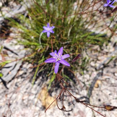 Thelionema caespitosum, photographed by ronavery
