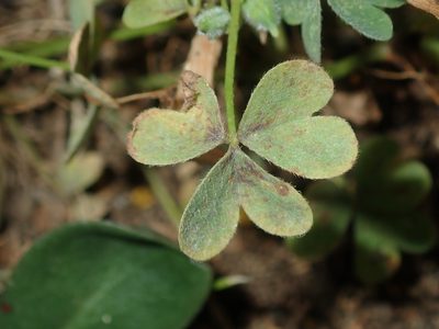 Oxalis thompsoniae, photographed by Thomas Mesaglio