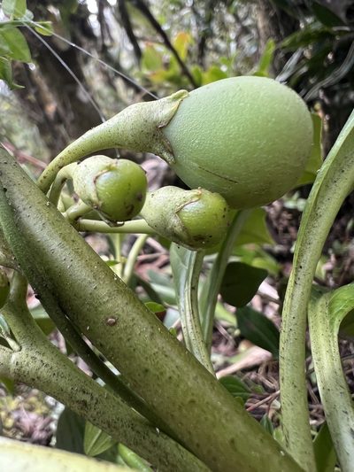 Solanum humboldtianum, photographed by Nicolás Baresch Uribe