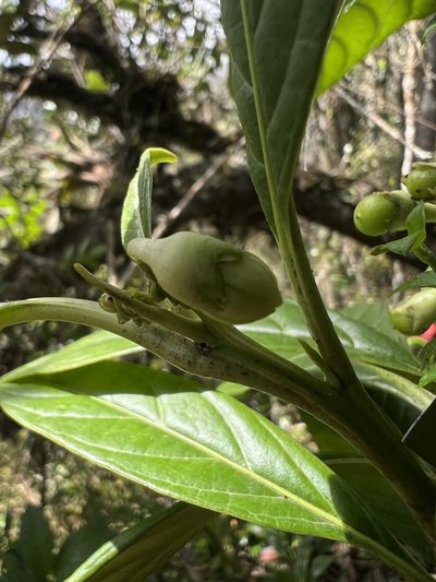 Solanum humboldtianum, photographed by Nicolás Baresch Uribe