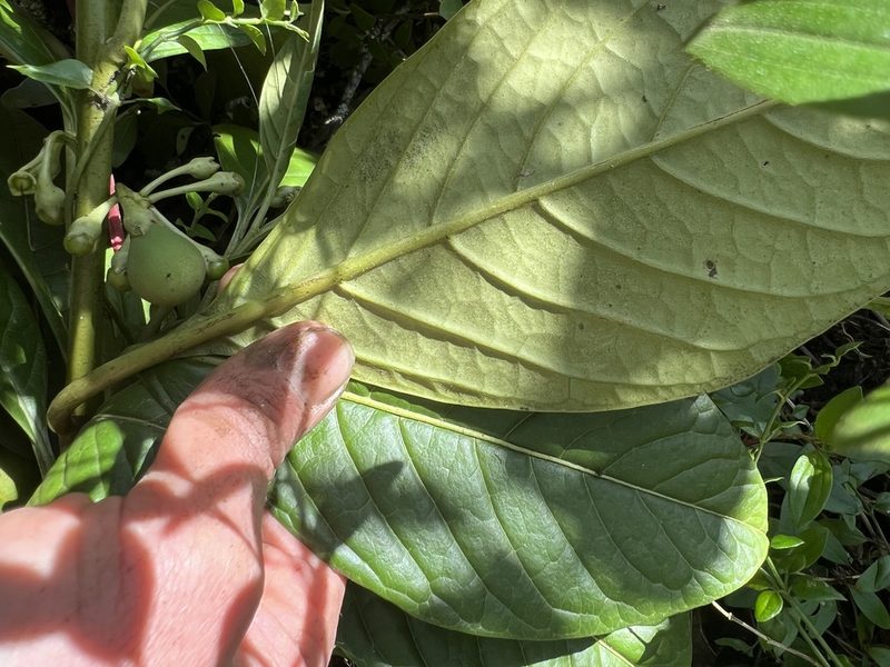 Solanum humboldtianum, photographed by Nicolás Baresch Uribe